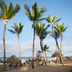 Palm Trees Tower towards the sky in this picturesque tropical beach setting.