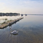 Deep Pond in the Hamptons is a great home for this swan