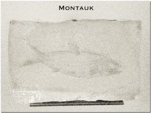 3739montaukfosil.jpg