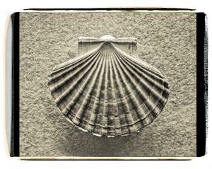 3756scallopshell.jpg